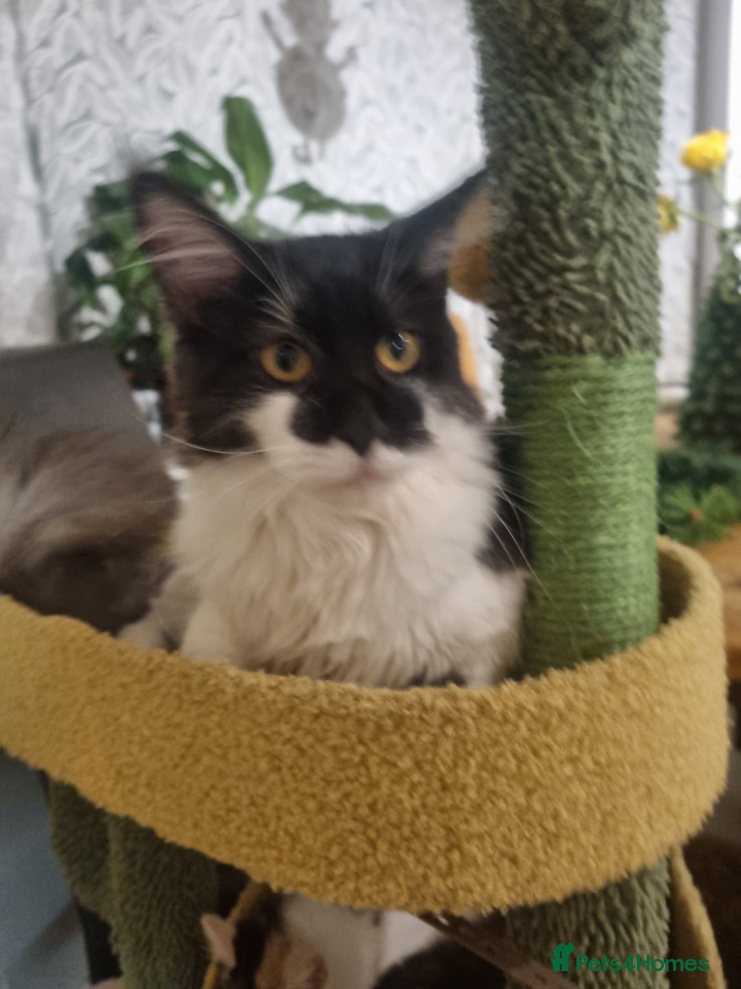 Maine Coon cats for sale: Female Maine coon  - Advert 4