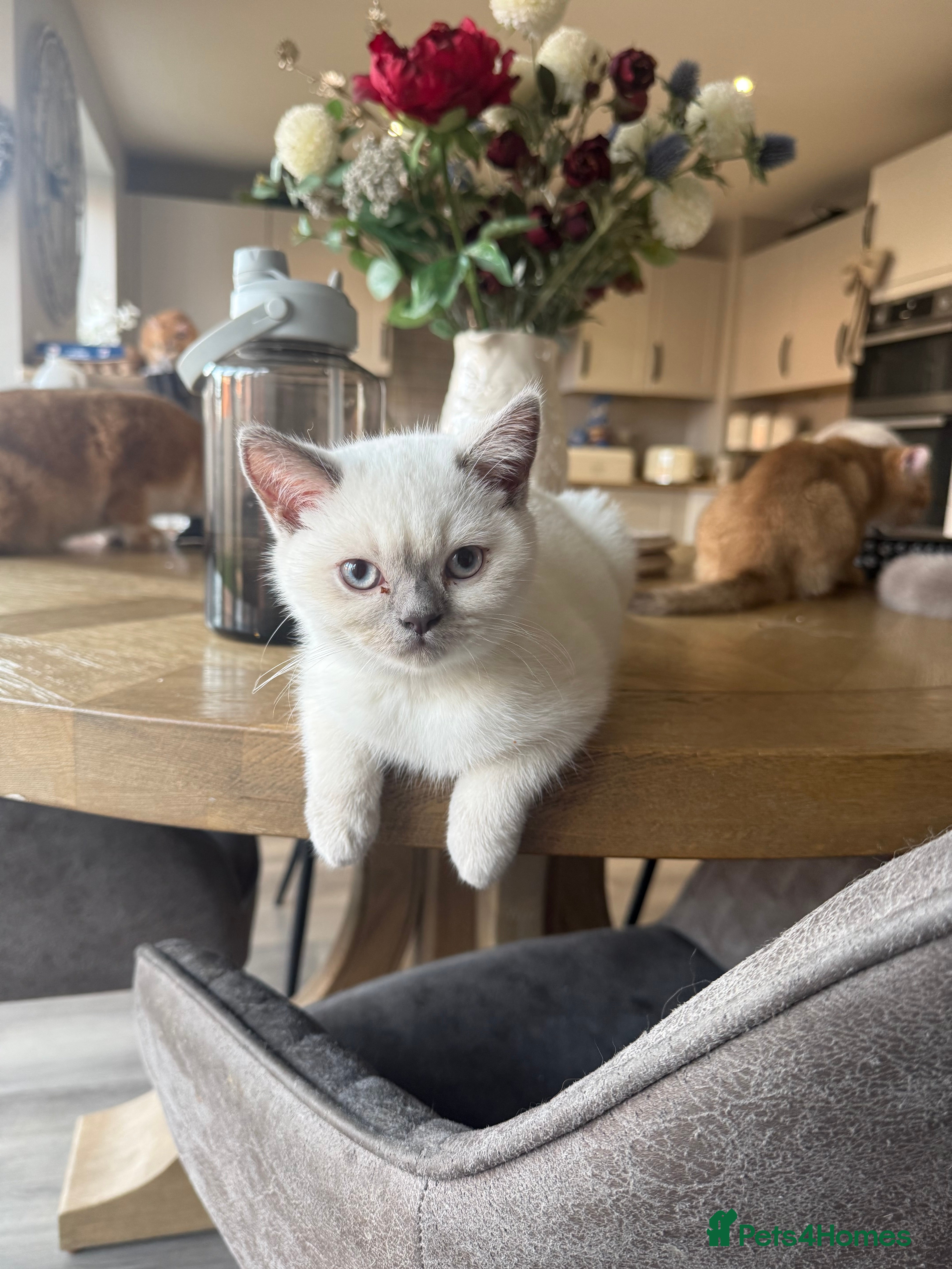 British Shorthair cats Lilac point female gccf reg - Advert 11