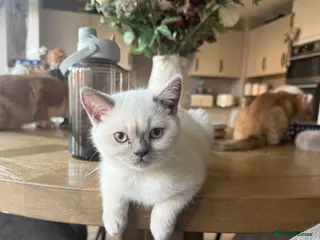 British Shorthair cats Lilac point female gccf reg - Advert 11