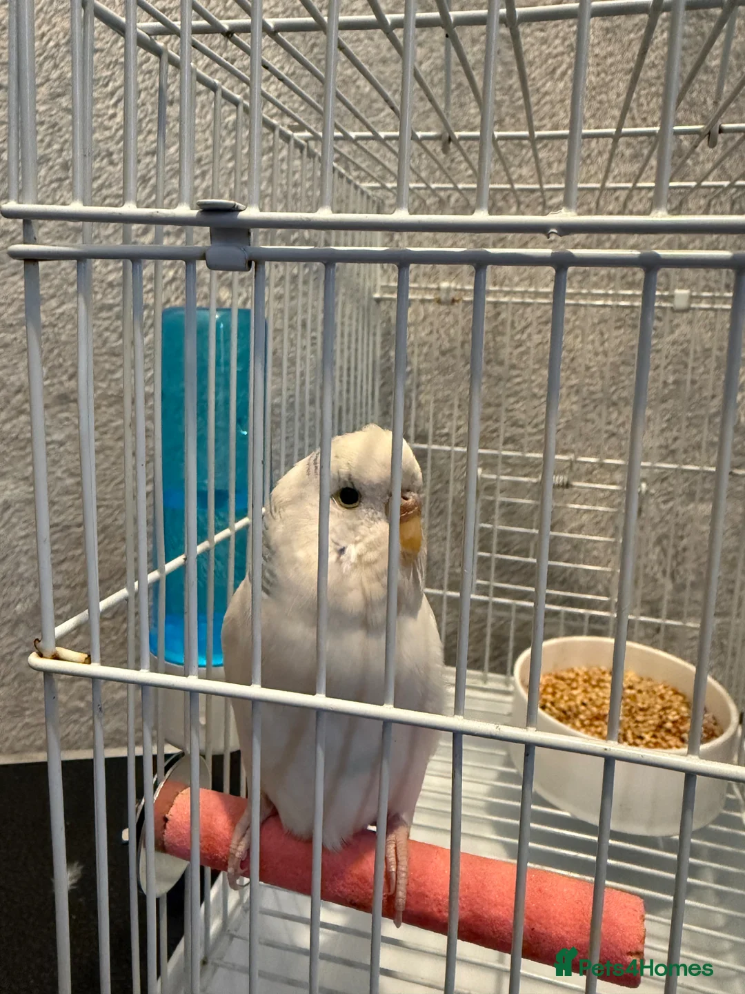 Budgerigars birds for sale: Breeding pair of budgies and one female budgie - Advert 14