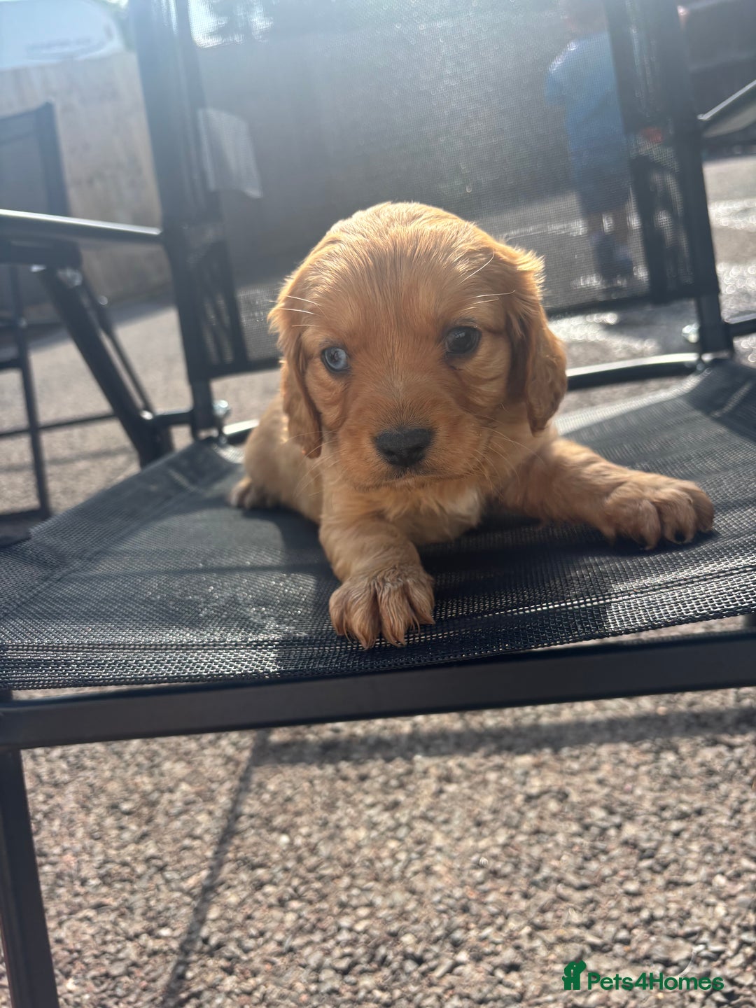 King Charles Spaniel dogs for sale: King Charles spaniel puppy’s  - Image 4