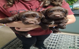 Cocker Spaniel dogs for sale: Chunky chocolate cooker spaniel puppies - Advert 2