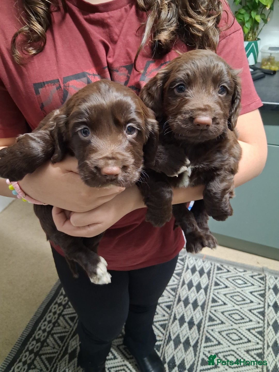Cocker Spaniel dogs for sale: Chunky chocolate cooker spaniel puppies - Advert 2