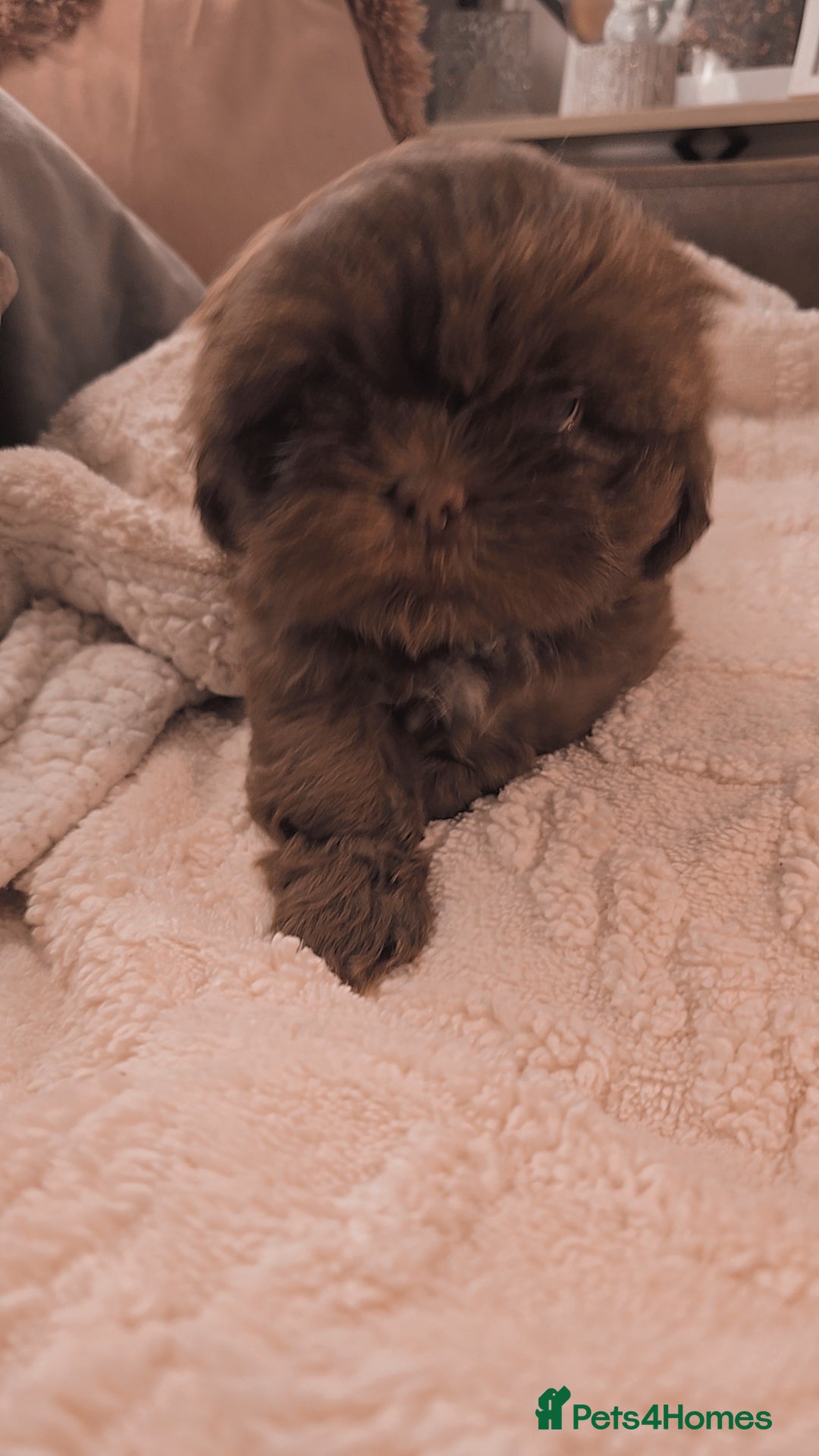 Shih Tzu dogs for sale: Shih tzu puppies - Advert 5
