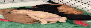 Toy Poodle 1