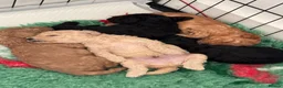 Toy Poodle dogs for sale: Beautiful toy poodle puppy’s  in Stafford - Advert 2