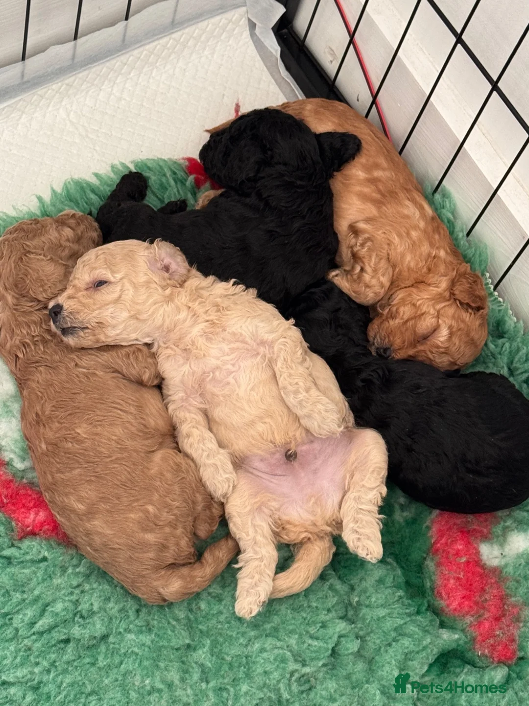 Toy Poodle dogs for sale: Beautiful toy poodle puppy’s  in Stafford - Advert 2