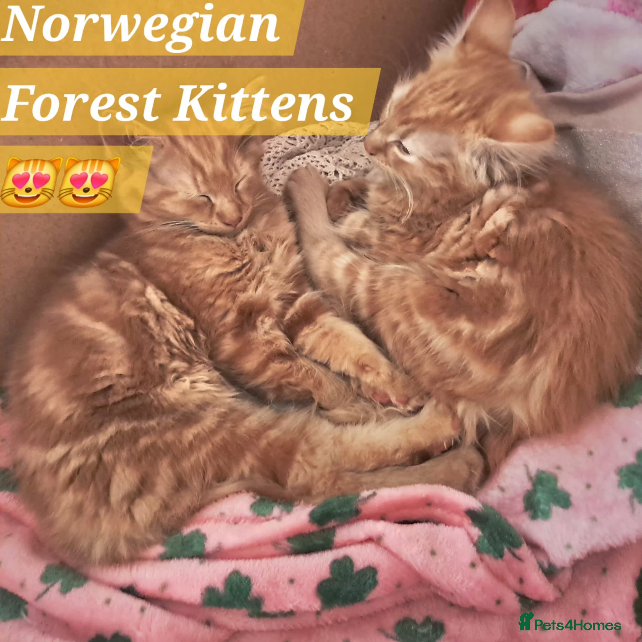 Mixed Breed cats Beautiful Ginger Kittens 😻 - Advert 2