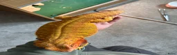 Bearded Dragon reptiles for sale: Female Bearded Dragon and Enclosure  - Advert 4