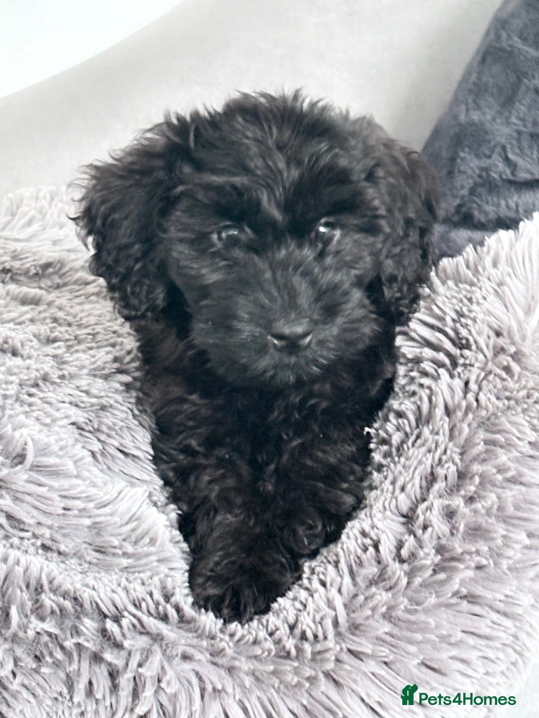 Maltipoo dogs for sale: Maltipoo - Advert 3