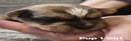 Shorkie dogs for sale: Shorkie puppies  - Advert 7
