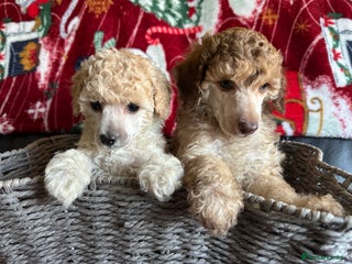 Toy Poodle dogs 💫🐩Extensively Health tested KC Toy Poodles 🐩💫 - Advert 4