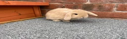 Mini Lop rabbits for sale: STUNNING PURE BREED MINI LOPS AMAZING COLOURS  - Advert 6