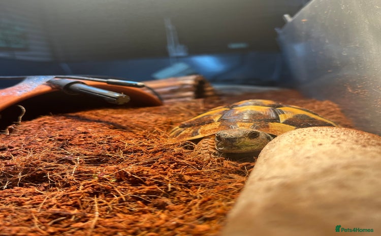 Hermann Tortoise reptiles - Advert 2