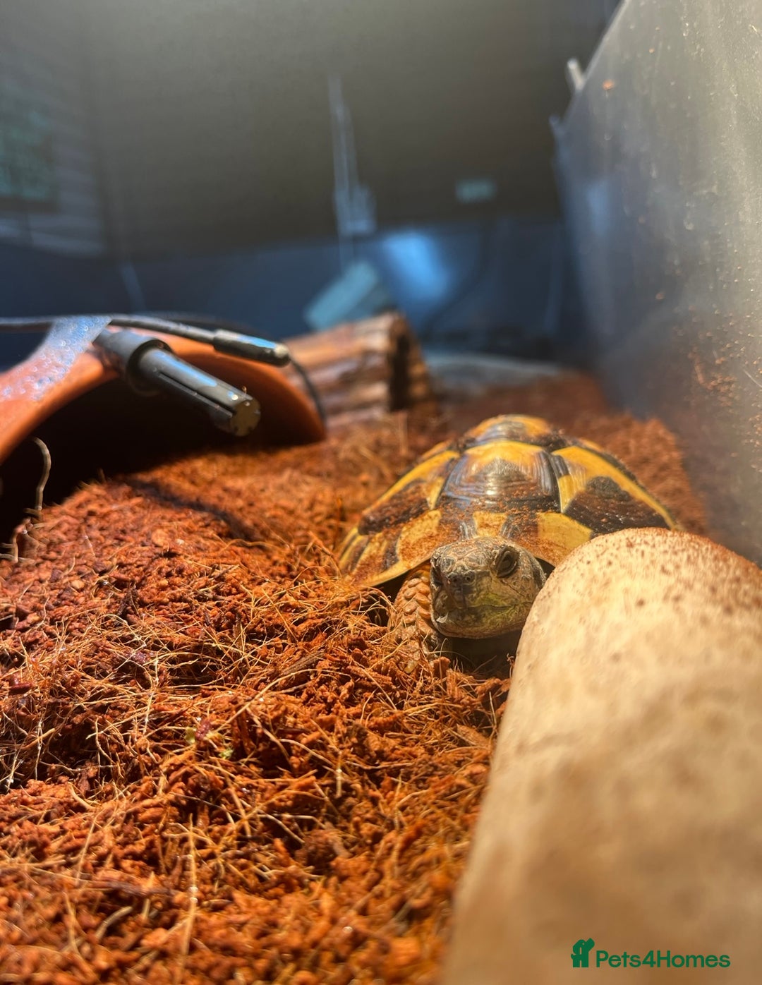 Hermann Tortoise reptiles for sale: Hermann Tortoise for sale - Image 1
