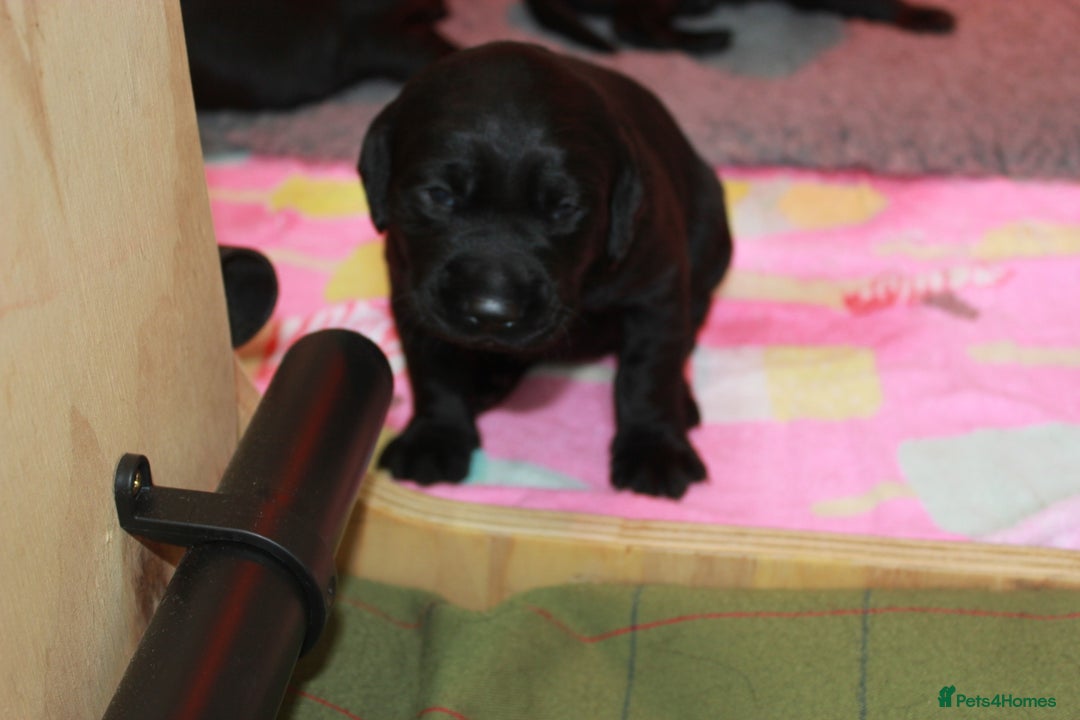 Labrador Retriever dogs for sale: FTCH SIRED LABRADOR PUPS - Image 14