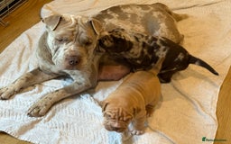 Mixed Breed dogs for sale: Bullpei puppies  - Image 10