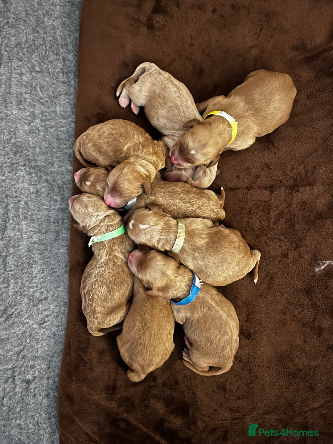 Double Doodle dogs for sale: Beautiful Double Doodle Puppies - Image 16