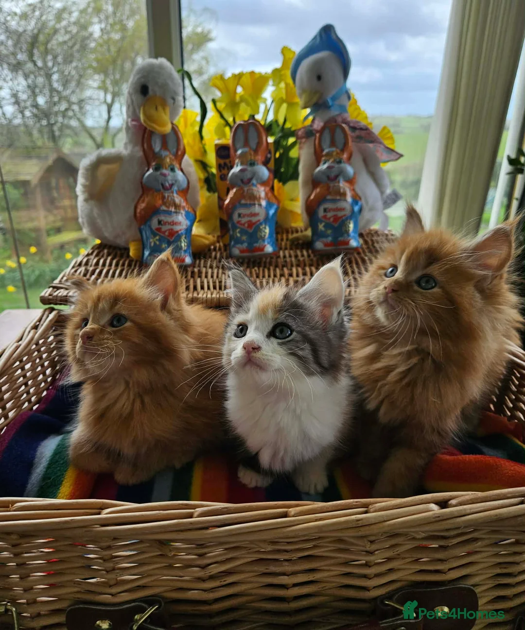 Maine Coon cats for sale: *STUNNING FLUFFY PEDIGREE MAINE COON KITTENS* - Advert 2