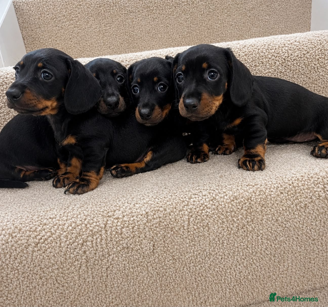 Miniature Dachshund dogs Miniature dachshund puppies  - Advert 1