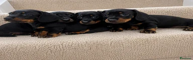 Miniature Dachshund 1