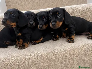 Miniature Dachshund dogs Miniature dachshund puppies - Advert 1