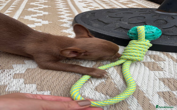 Chihuahua dogs - Advert 6