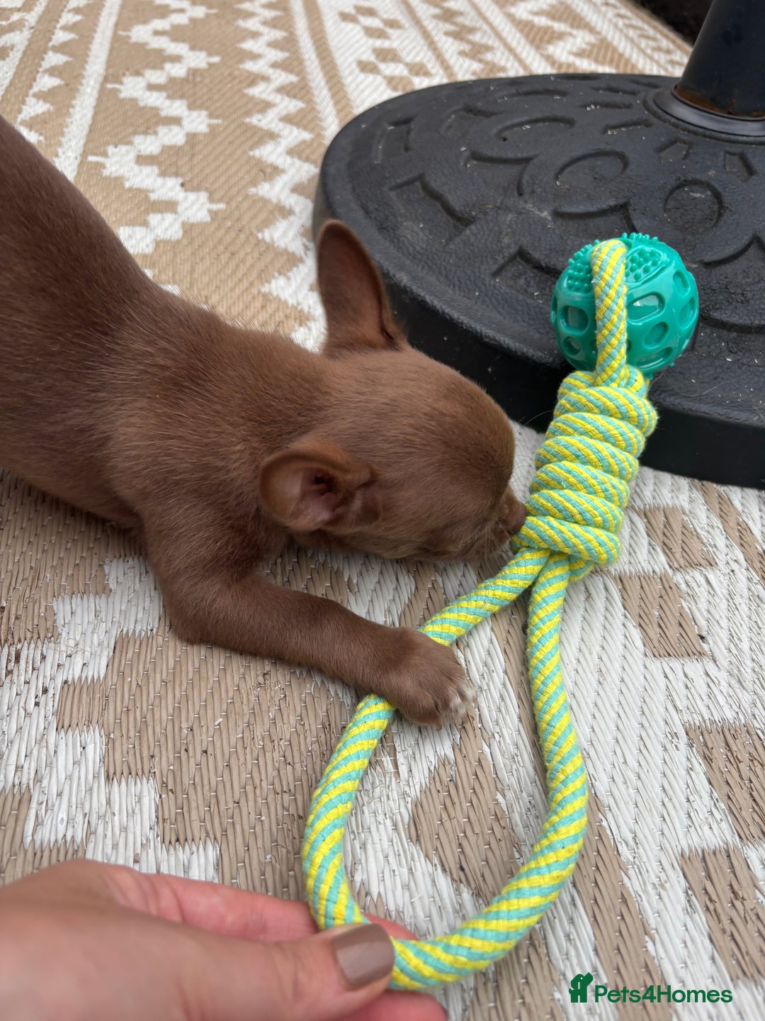 Chihuahua dogs for sale: LAST BOY.. KC registered, STUNNING, READY NOW - Image 1