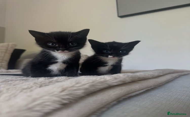 Domestic Shorthair cats - Advert 1