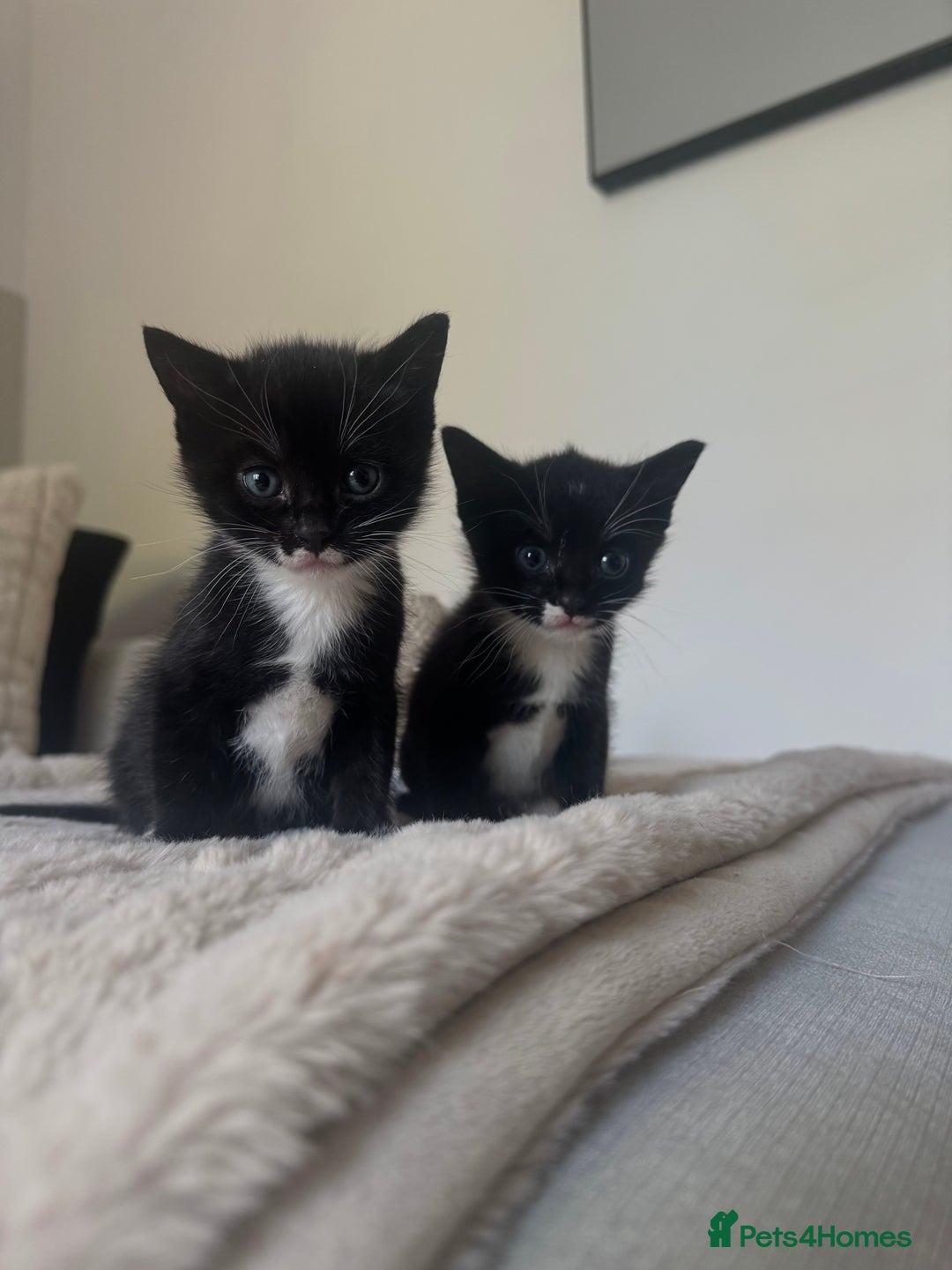 Domestic Shorthair cats for sale: Tuxedo Kittens For Sale  - Image 1