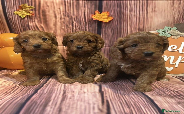 Cavapoo dogs - Advert 5