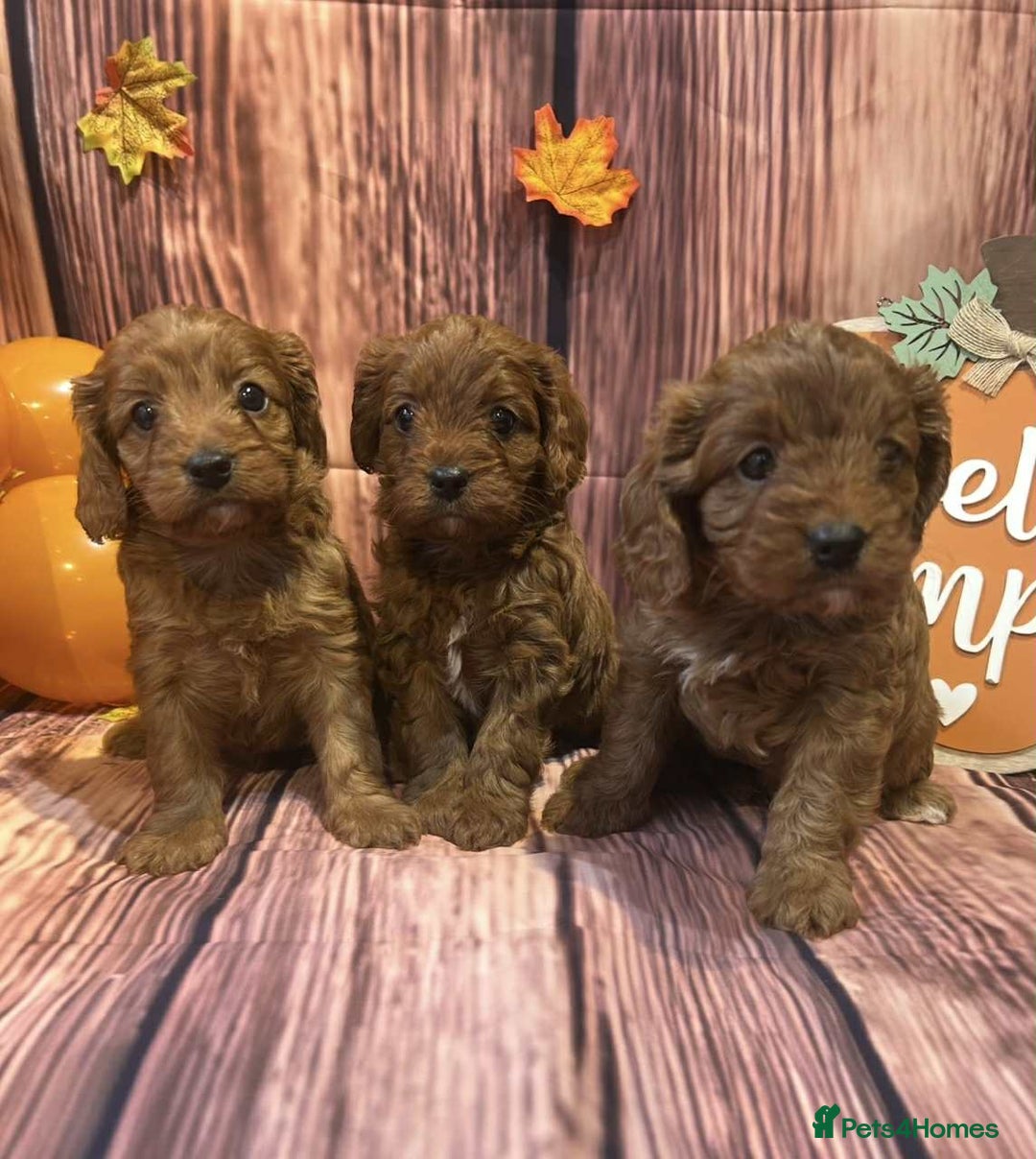 Cavapoo dogs for sale: Adorable Cavapoo Puppies - Image 1