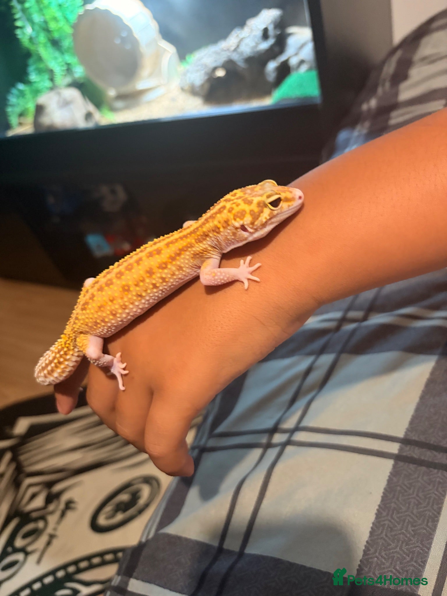 Leopard Gecko reptiles Female Raptor Leopard Gecko & 3ft Setup – £300 ONO - Advert 1