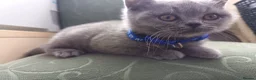 British Shorthair cats for sale: Ready to go. Gccf registered blue BSH kittens - Advert 19