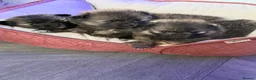 Pomchi dogs for sale: Teddy bear Pomchi puppies  - Advert 10