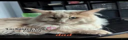 Maine Coon cats for sale: Stunning maincoon litter  - Advert 3