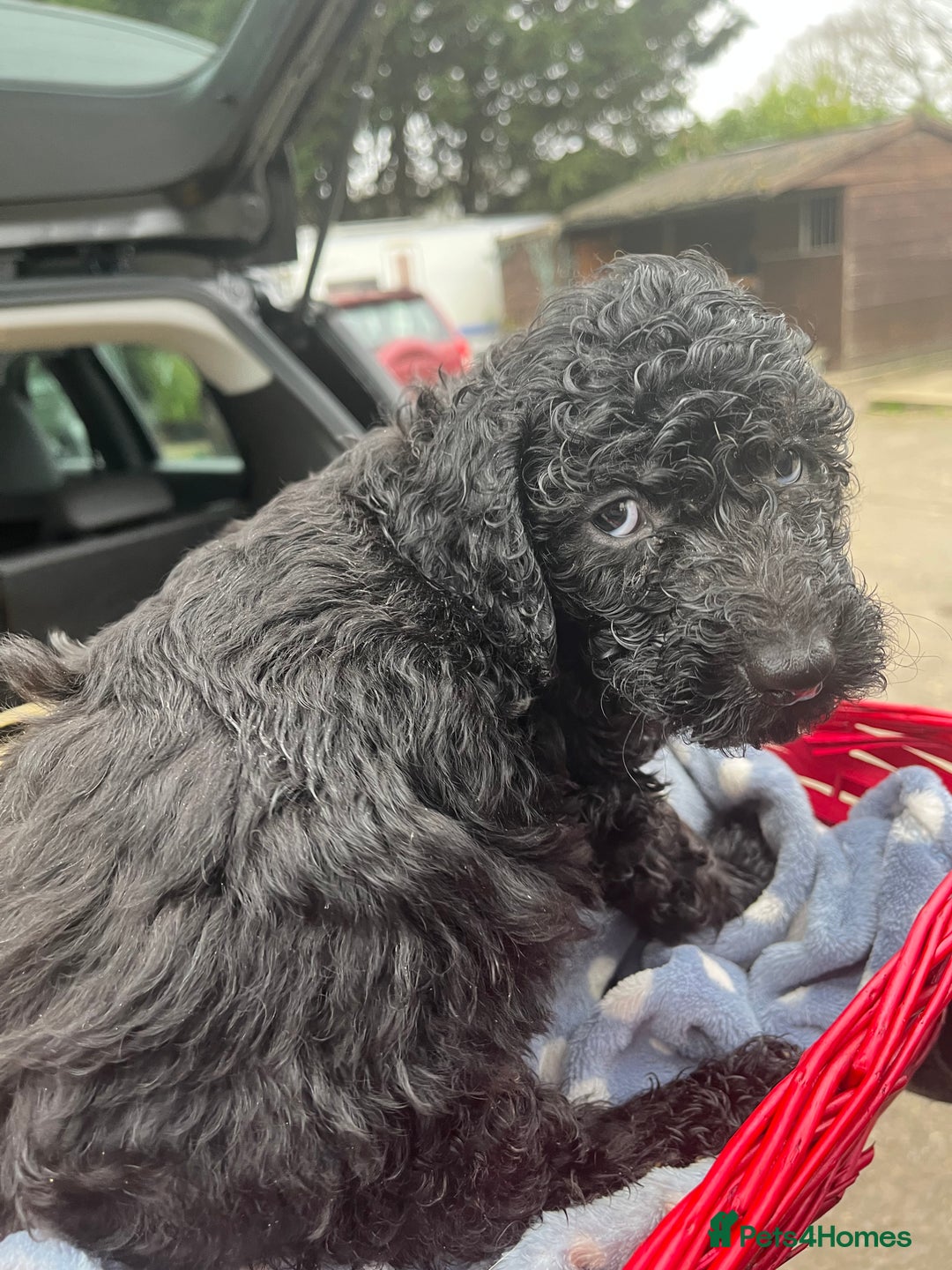 Cockapoo dogs for sale: *READY TO GO* Three beautiful black cockapoos - Advert 7