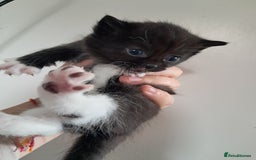 Mixed Breed cats for sale: 3 beautiful black and white kittens  - Image 3
