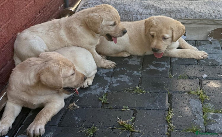Labrador Retriever dogs - Advert 16