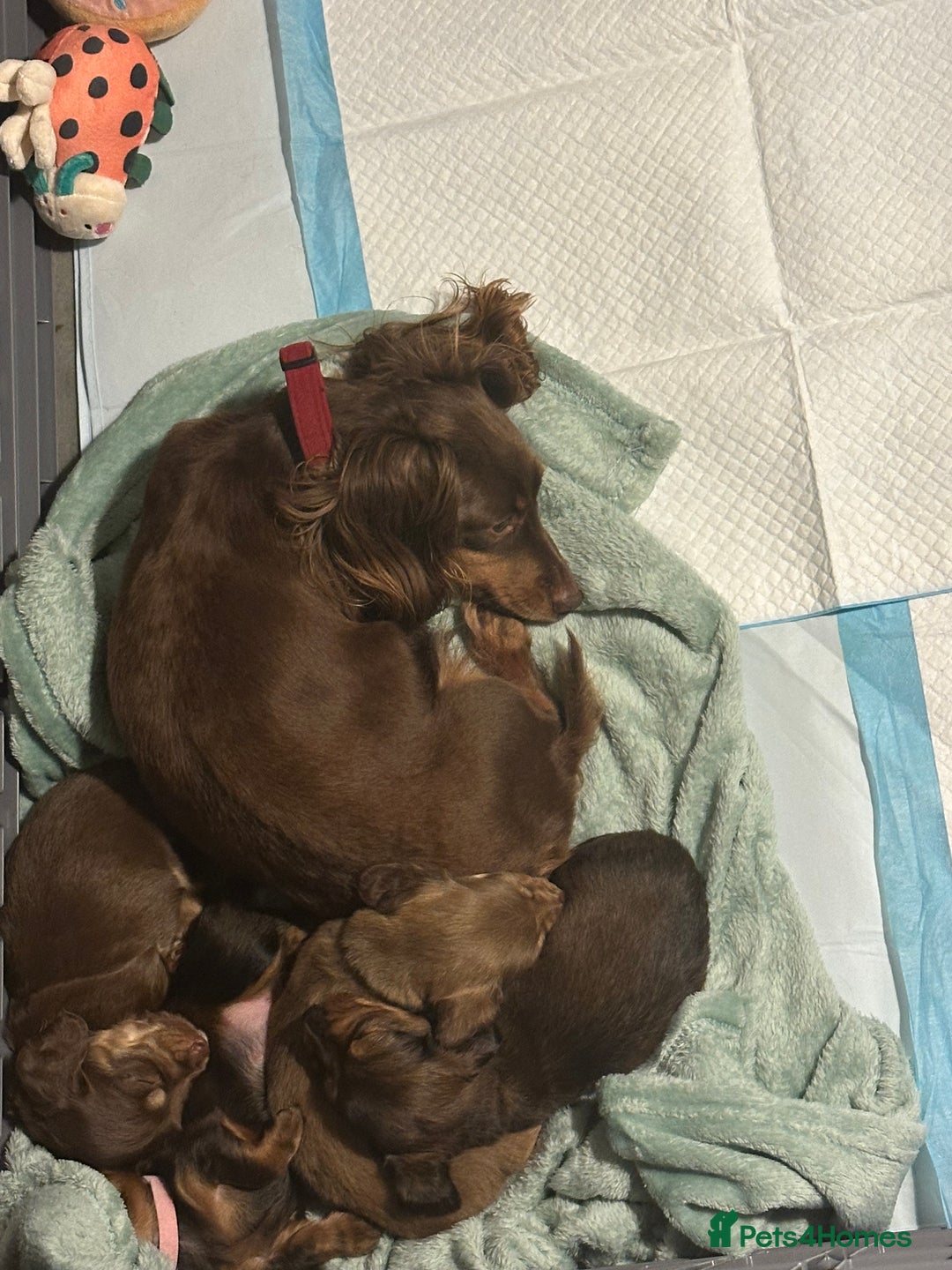 Miniature Dachshund dogs for sale:  Long haired miniature dachshund litter  - Advert 16