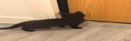 Mixed Breed cats for sale: Two beautiful girls  - Advert 5