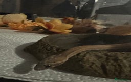 Snake reptiles for sale: Collection of snakes - Image 16