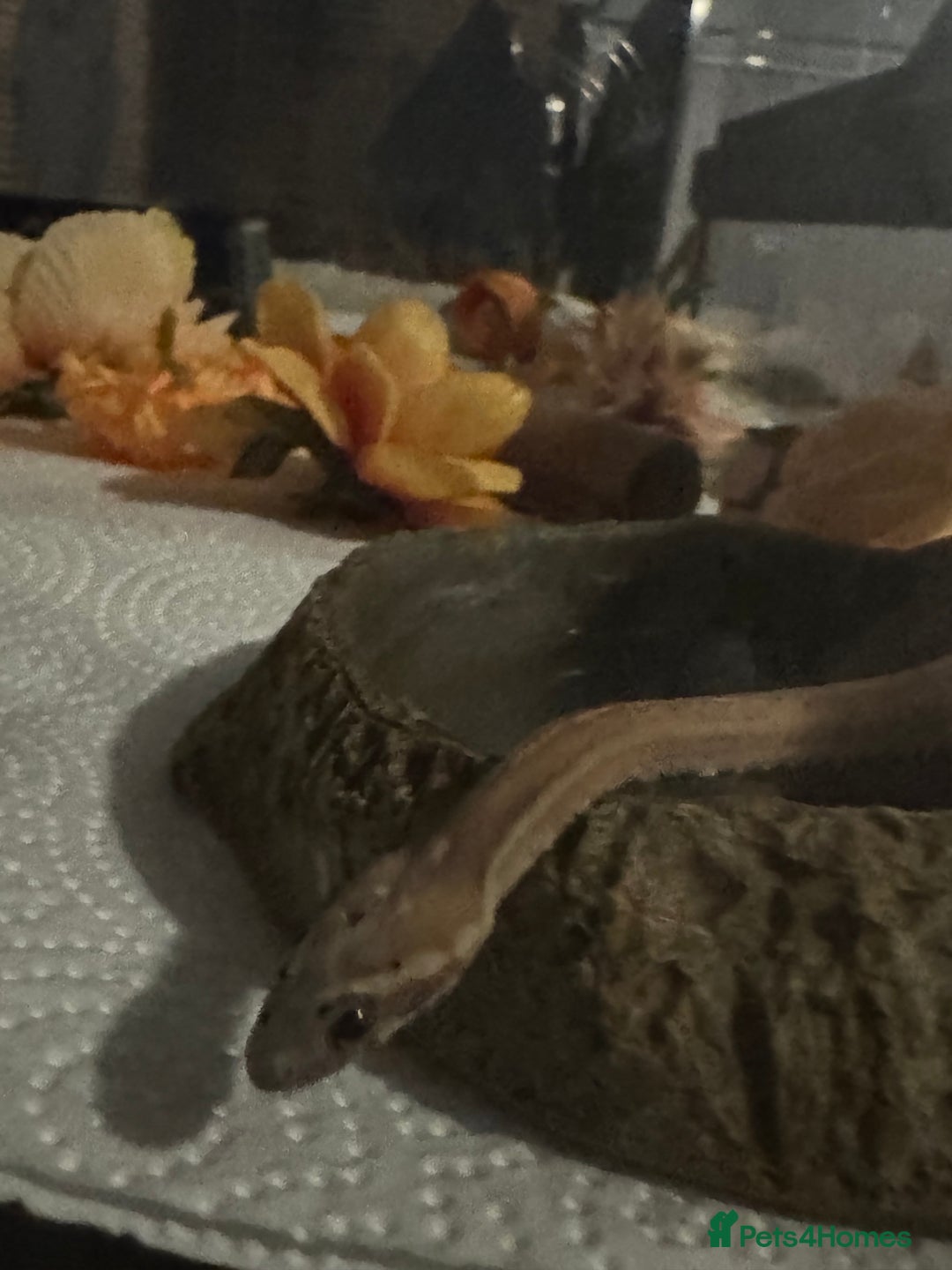 Snake reptiles for sale: Collection of snakes - Image 16
