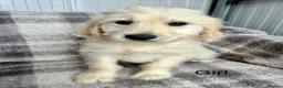 Goldendoodle dogs for sale: Big bouncy Goldendoodle puppies - Advert 1