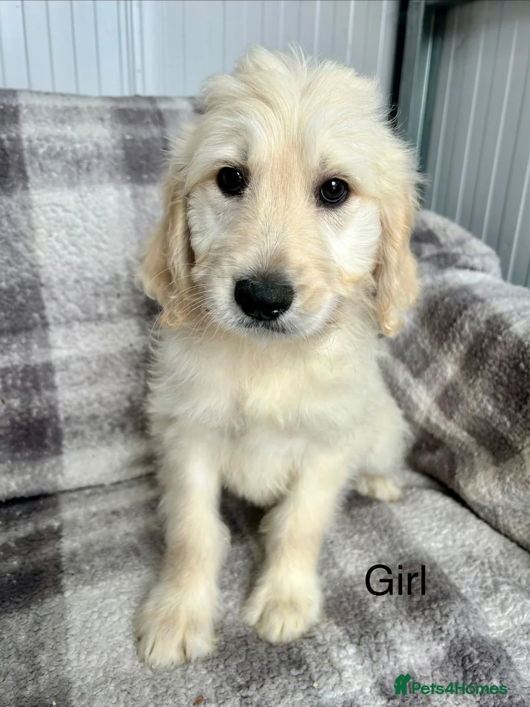 Goldendoodle dogs for sale: Big bouncy Goldendoodle puppies - Advert 1