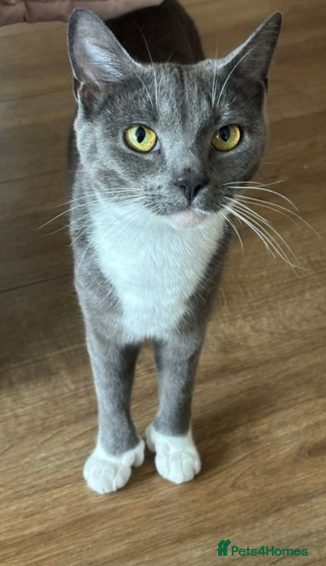 British Shorthair cats for sale: Tuxedo Male Kitten & British Shorthair Mother  - Advert 3