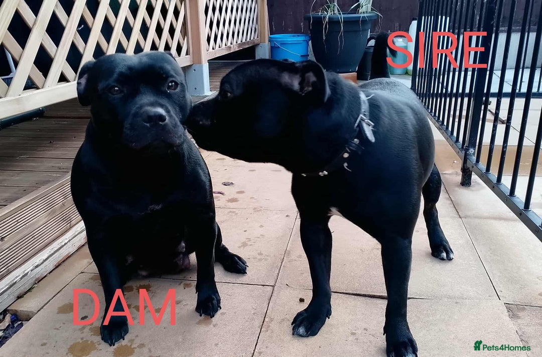 Staffordshire Bull Terrier dogs for sale: KC registered Champions Bloodline Show Quality  - Image 13