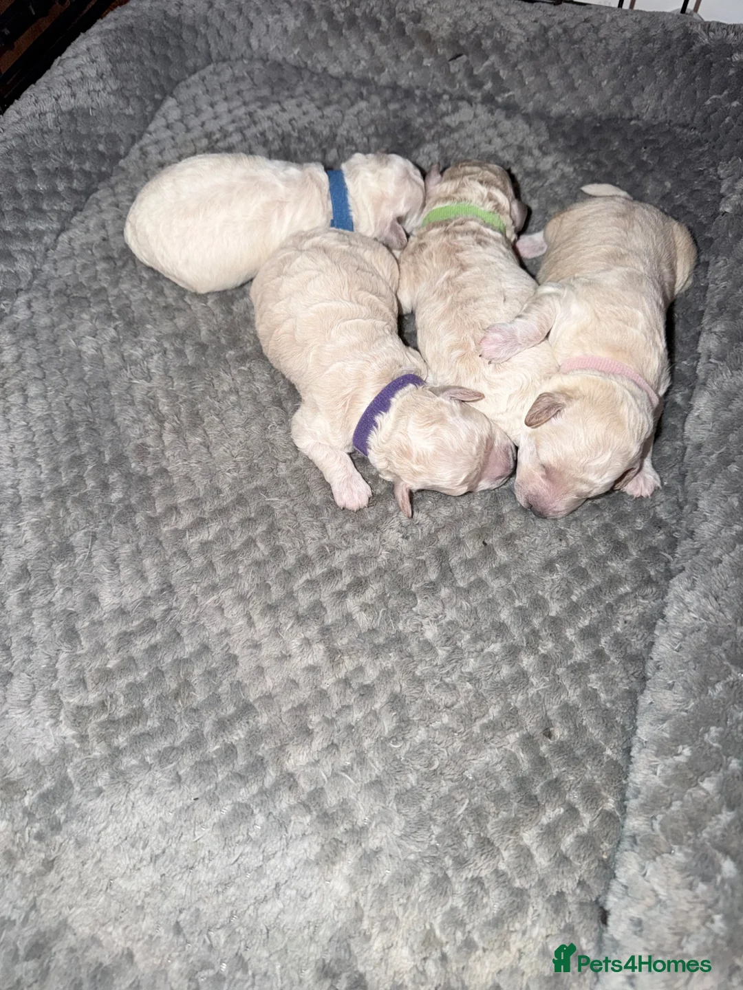 Poochon dogs for sale: Stunning Poochon Puppies - Advert 2