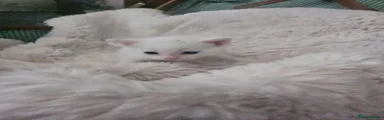White kitten
