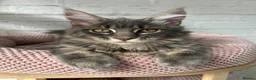 Maine Coon cats for sale: TICA Maine Coon Girls Ready Now DNA clear  - Advert 2
